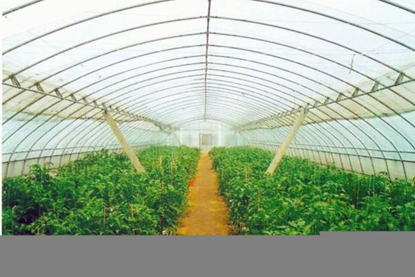 海参什么样的好怎么挑选 真假海参的鉴别图片