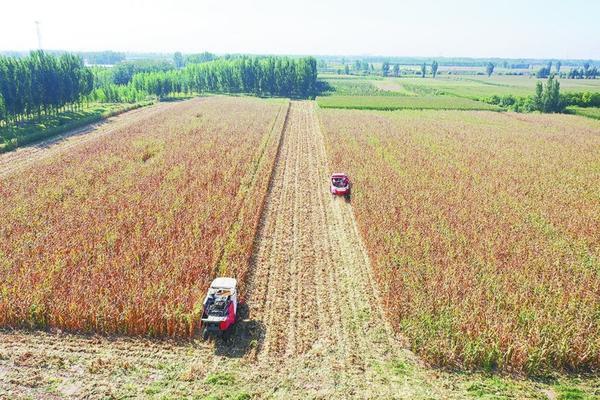 吡虫啉超标处理办法——全面解析与应对策略
