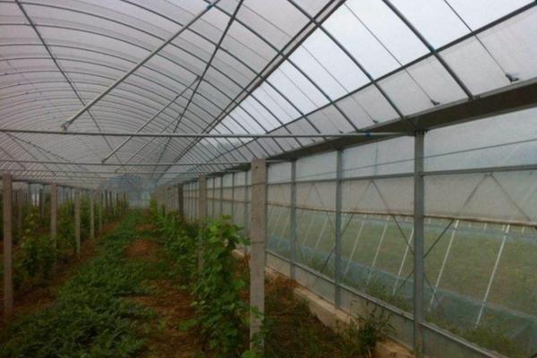 除草剂中的有害物质是什么 洁田稻除草剂对普通水稻有危害吗？
