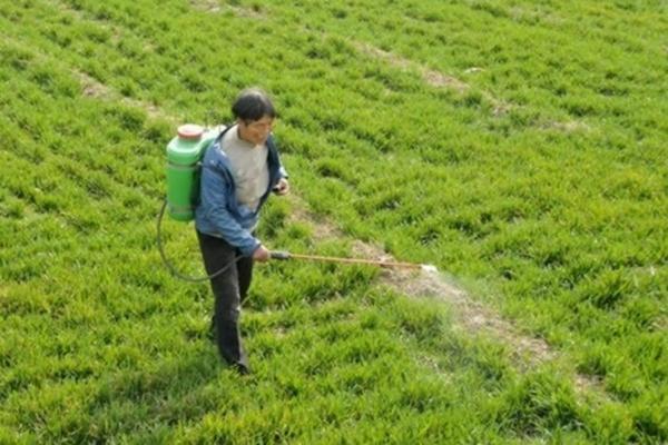 3公分枣树价格 软枣树苗价格3元?