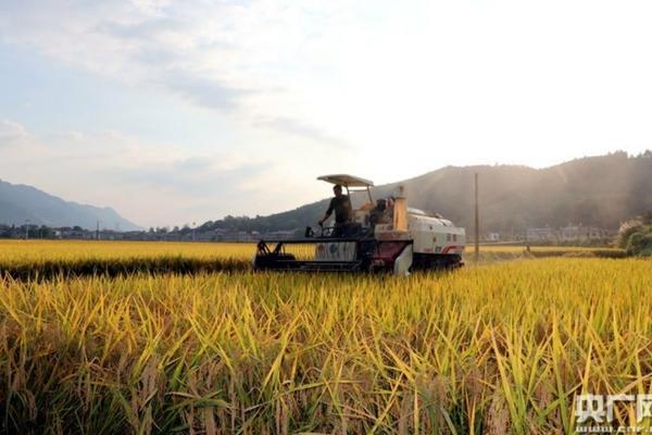 粳稻与籼稻:两大水稻品种的差异解析
