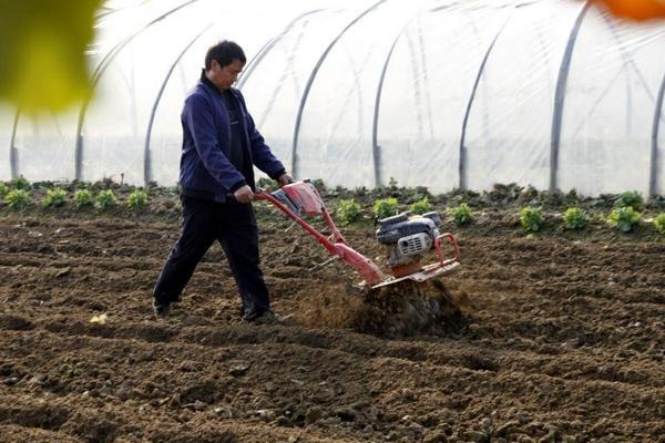 《樱桃萝卜的种植方法与技巧》