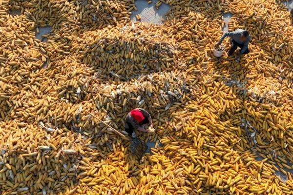杀虫剂对害虫起了什么作用 防地下害虫用什么药最好