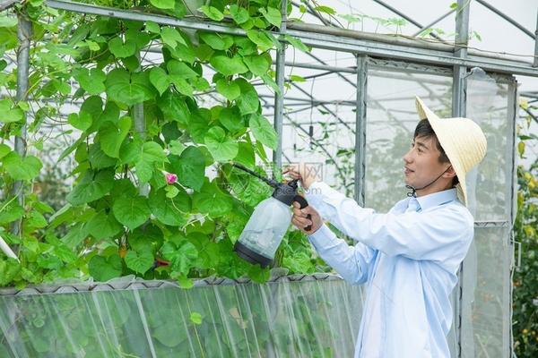 地里种植什么收益高 冬季种植什么农作物收益高?