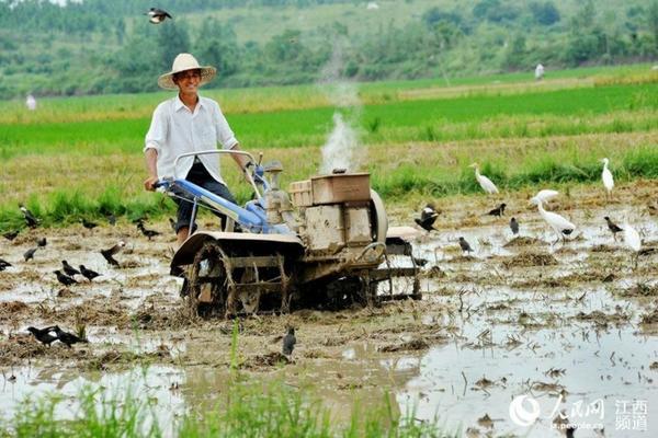 果树有蚜虫怎么办 幸福树长蜜虫打什么药?
