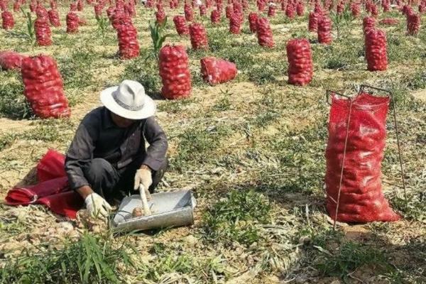 果树剪口涂抹用什么最好 果树剪口用油漆可以吗?