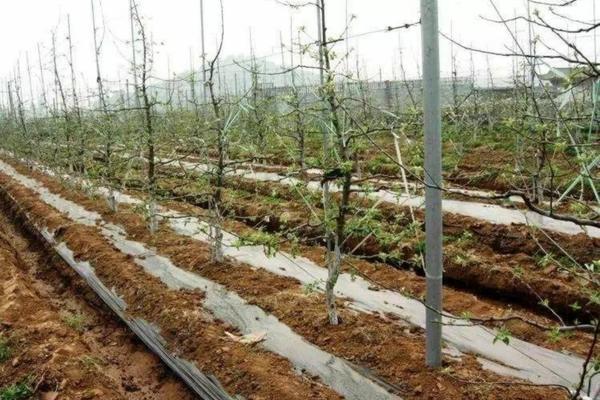 【蝴蝶兰多菌灵兑水比例——科学养护蝴蝶兰的小秘诀】