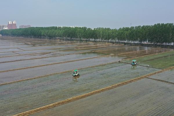 简述杀虫剂的作用方式 杀虫剂资料卡片的图片三年级