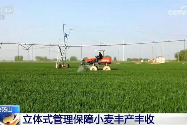 八角树怎么保果 八角保果技术?