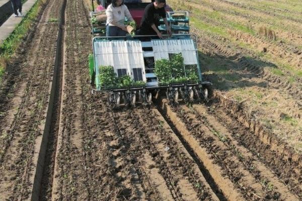 花卉喷了多菌灵多久可以移到室内 杜鹃花多菌灵使用方法?