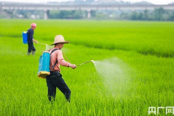 马拉松农药怎么稀释 多肉盆里有红蜘蛛怎么办?