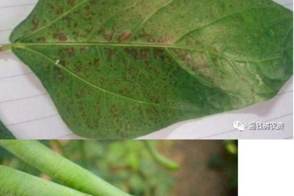 吡虫啉能杀哪些害虫——详解吡虫啉的杀虫范围与机制