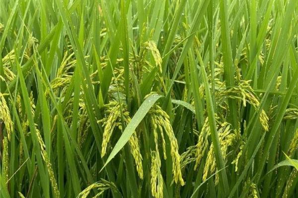 球根植物杀菌,除了多菌灵,还有哪些替代品?