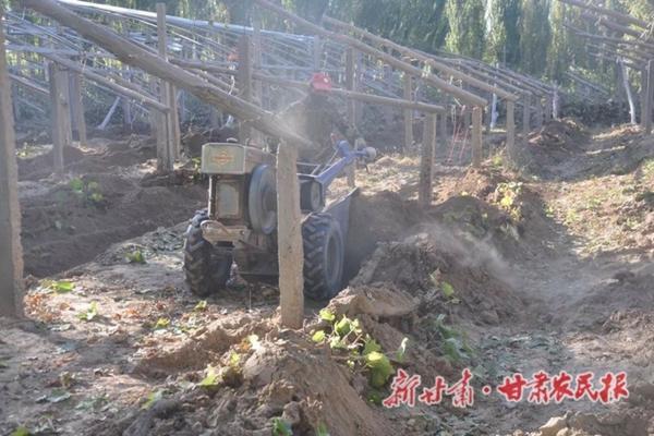 毒死蜱与辛硫磷:两种农药的特性、应用与潜在风险