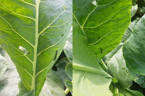 11月下旬能不能给小麦打除草剂 小麦苗后除草剂对天气要求?