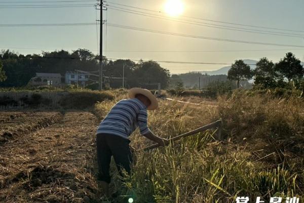 莲花掌多肉的养殖方法和注意事项 谁能告诉下多肉红缘莲花掌的种植养护?