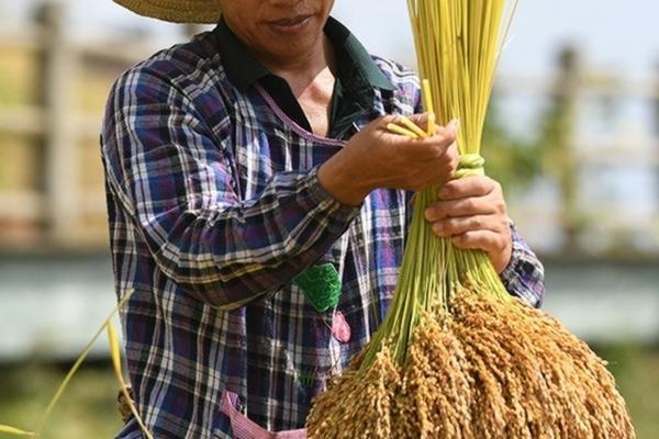 花生田苗后除草剂对花生有影响吗 花生地解除除草剂残留方法?