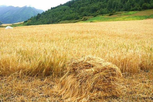 芦笋种植方法芦笋栽培技术视频 芦笋适合什么土壤种植