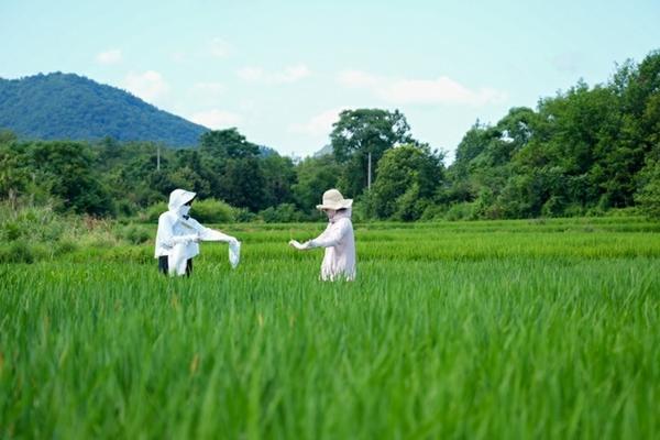 红星苹果怎么上色才好 红星苹果怎样才红?