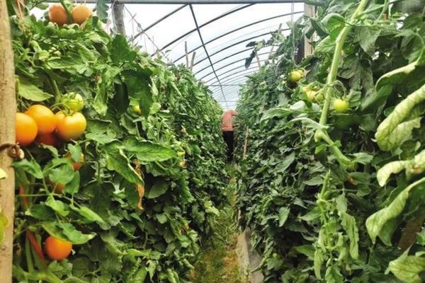 葡萄除草剂能用二甲戊灵吗 绿化苗木石楠可以打2甲氯氟吡除草剂吗?