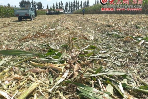 高氯毒死蜱的杀虫范围及应用解析