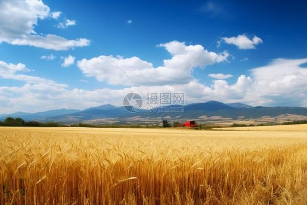香蕉催熟剂对身体有害吗 乙烯利香蕉催熟实验结果?