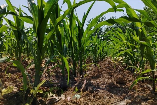 铜制剂能和叶面肥混用吗 噻森铜能和哪些药混用