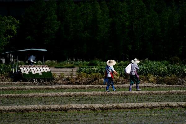 家庭蓝莓盆栽种植方法与技巧