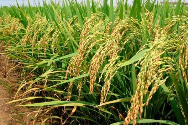 夏玉米什么时候播种 山东夏玉米种植时间