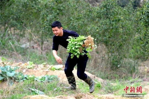 花卉土壤消毒杀菌用什么药最好 土壤杀菌用多菌灵好吗