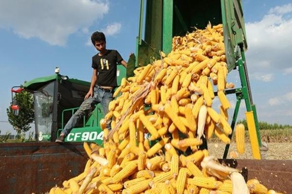 蚕豆地除草剂的选择与使用指南