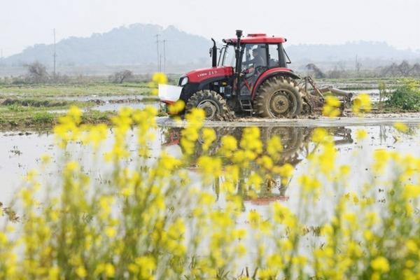冬季植物防寒罩 大白菜套塑料袋能露地过冬吗？