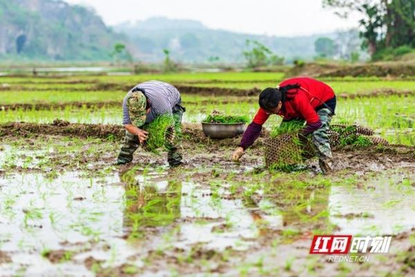 国际版新植物水晶菇 元气骑士水晶蘑菇是永久吗？
