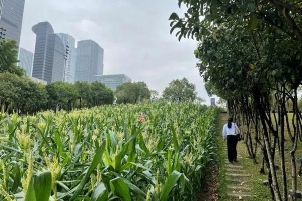 多菌灵能否用于浇花?详解其使用方法和注意事项