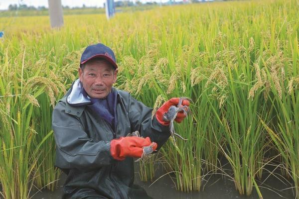 除草剂是怎么研制的原理 药稻除杂稻原理?