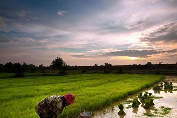 菜园打除草剂烂根 生地苗上打了敌草快根会死吗？