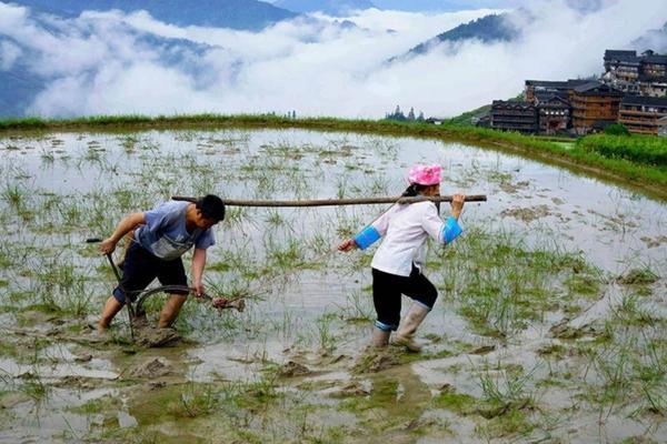 多菌灵对大蒜的作用及其影响:深入了解与应用策略