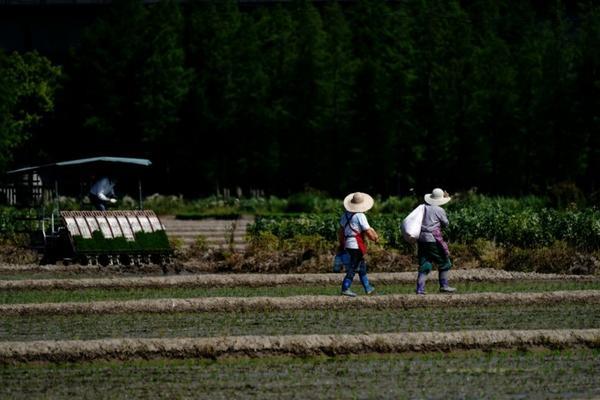 吡虫啉放土里有用吗 吡虫啉颗粒可以直接撒土吗