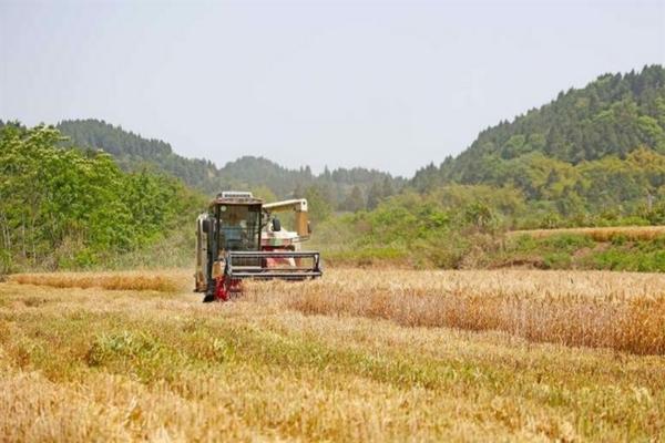 葱白中药叫什么 葱白4茎什么意思