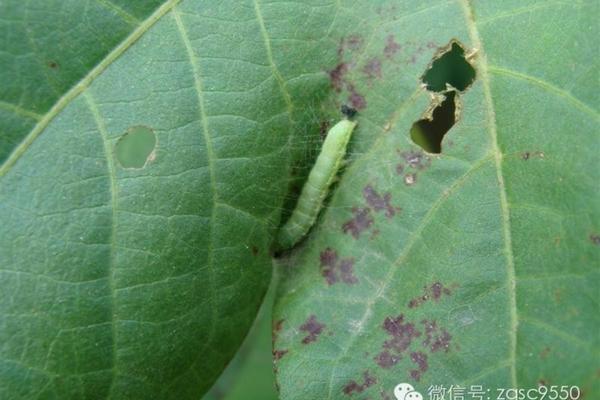 咪鲜胺戊唑醇与多菌灵能否混合使用?深入了解两种农药的兼容性与