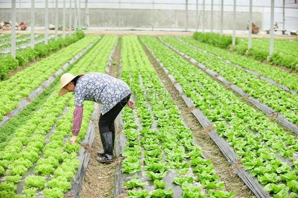 草甘膦打在小麦上有救吗 种小麦之前打草甘磷除草会影响小麦出芽吗?