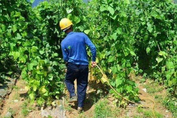 艾草除草剂三农服务网:专业除草方案与农业技术服务的综合平台
