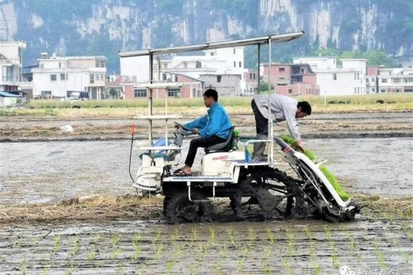 非转基因胡萝卜顶部图片 非转基因胡萝卜