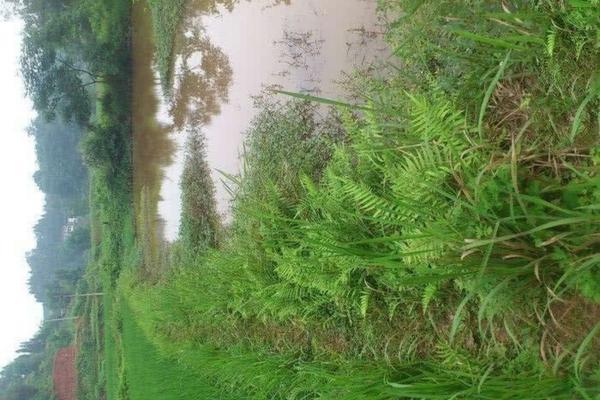 抱子甘蓝种植方法及管理技巧 抱子甘蓝在南方什么时候种植