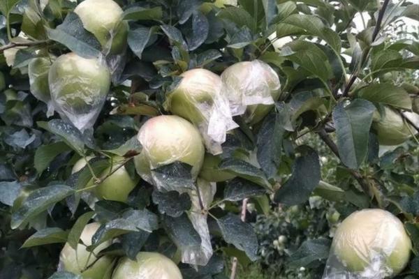 韭菜苗移栽后用除草剂有影响吗 移栽的韭菜多少天才能打除草剂？