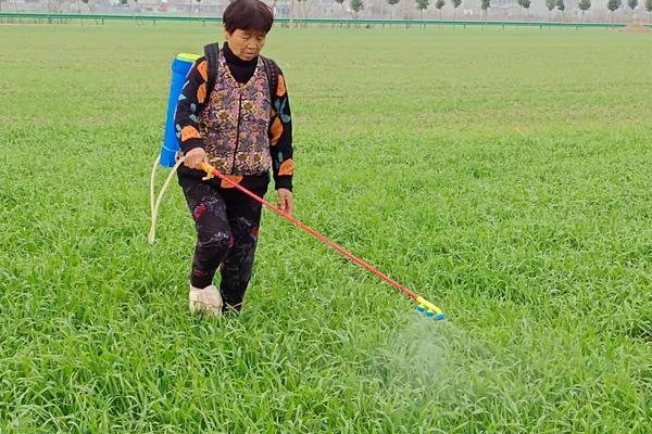 防治蚜虫的建议和意见 棉花红蜘蛛蚜虫用什么药最见效？