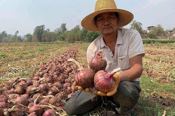 四季树莓的种植方法和技术 农历5月种什么瓜果?