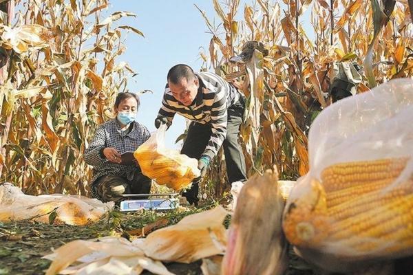桑黄:神奇的中药材,揭示其功效与作用