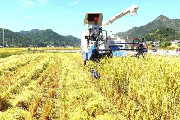 沉香树苗适合在哪里种植 沉香树苗种植方法和注意事项