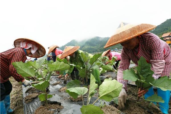 豌豆出苗后的除草剂是什么 秧苗补苗后可以用什么除草剂?
